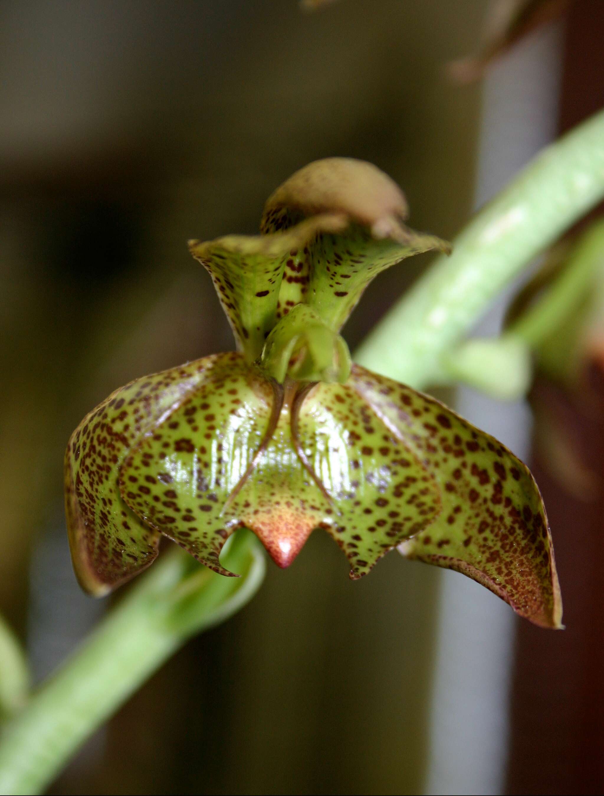 Image of catasetum