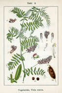 Image of bird vetch