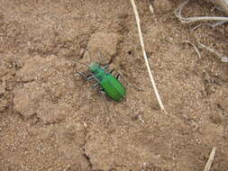 Image de Cicindela (Cicindela) denverensis Casey 1897