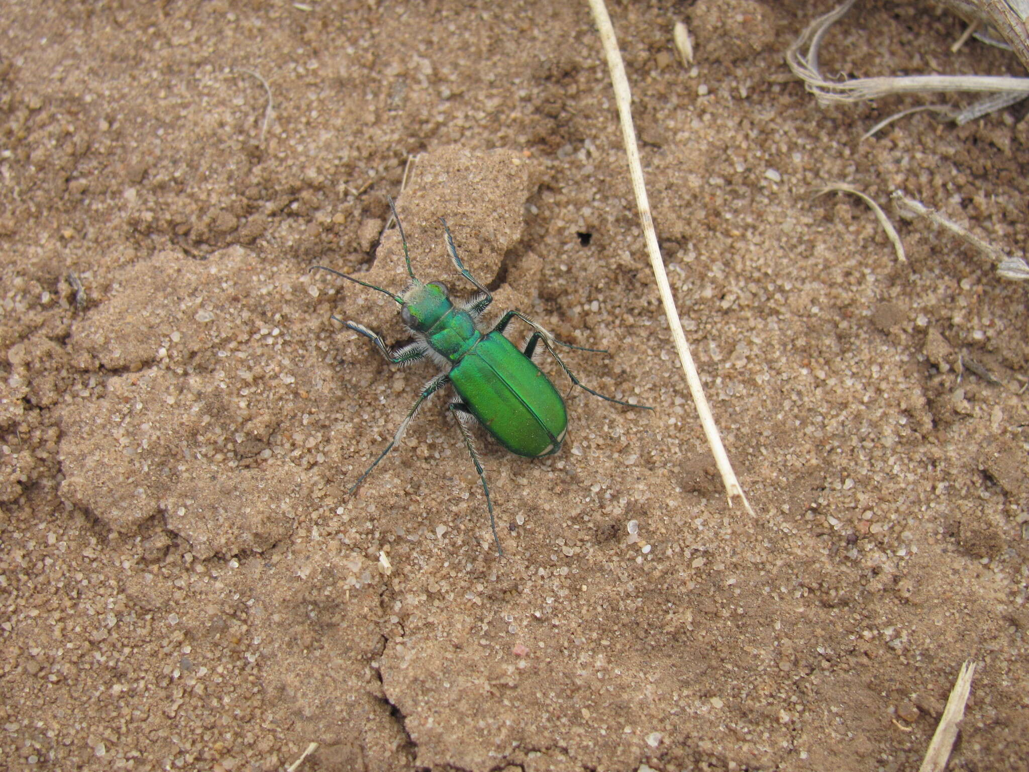 Image de Cicindela (Cicindela) denverensis Casey 1897