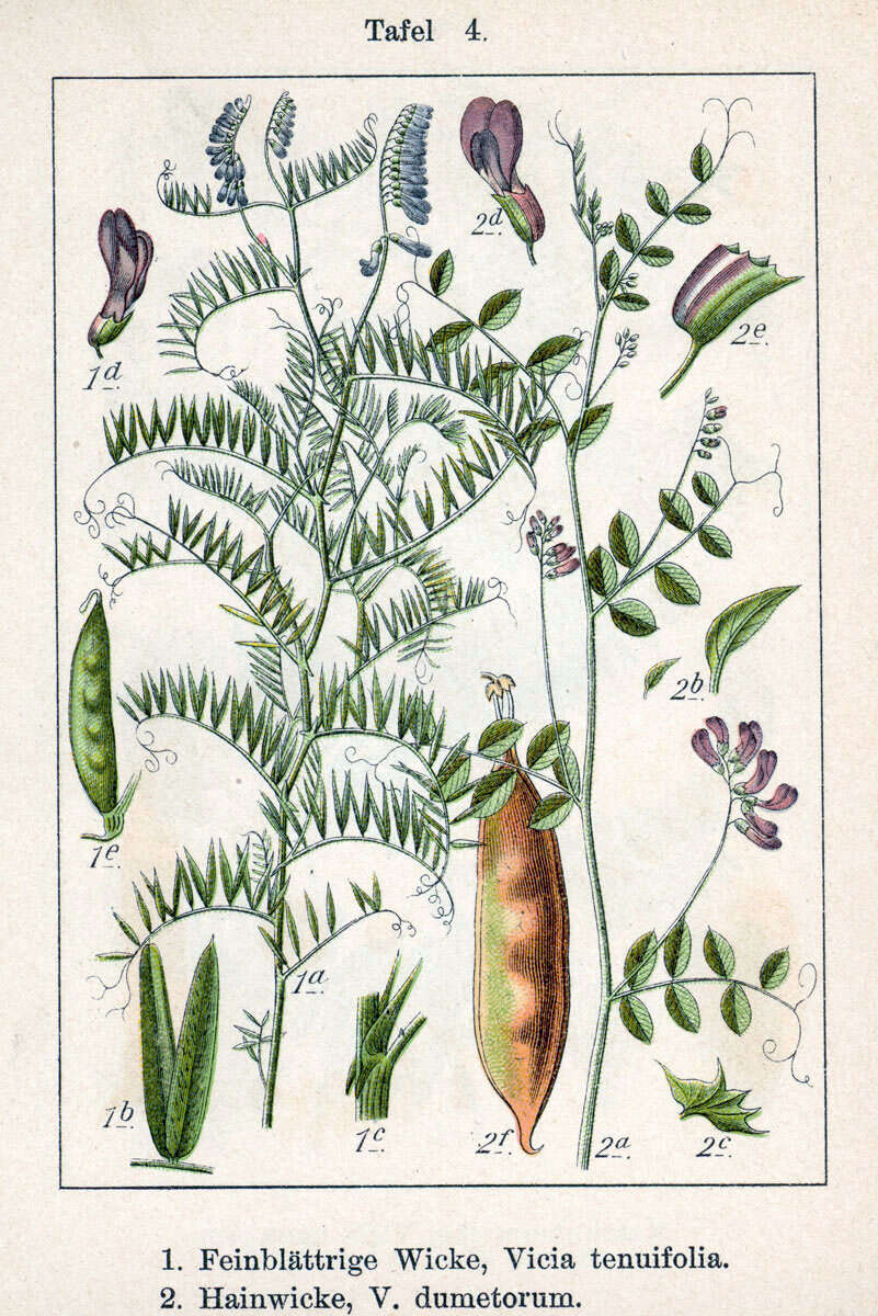 Imagem de Vicia dumetorum L.