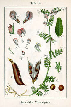 Image of bush vetch