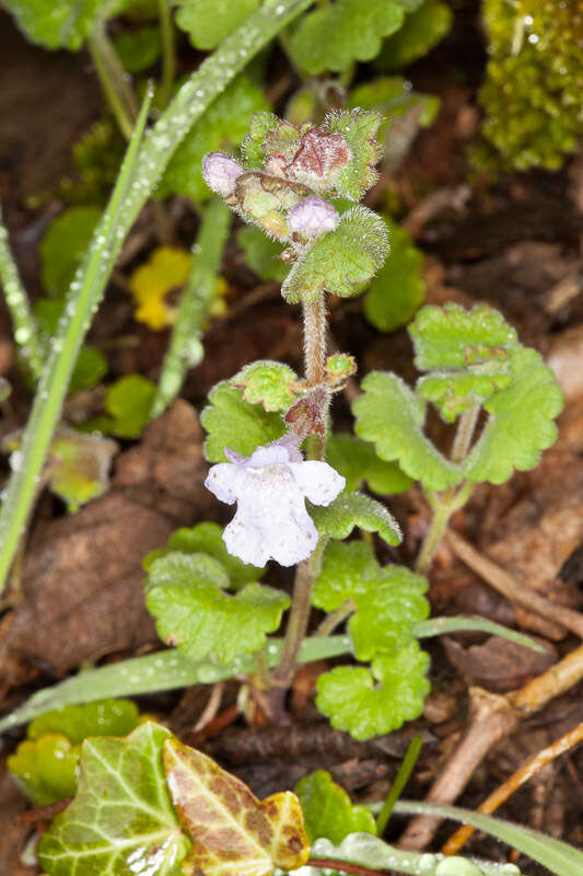 Image of Glechoma sardoa (Bég.) Bég.