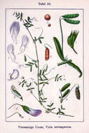 Image of lentil vetch