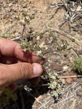 Image of woollyfruit desertparsley