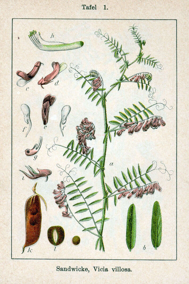 Image of fodder vetch