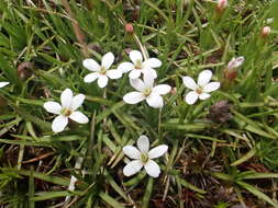 صورة <i>Stylidium subulatum</i>