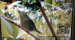 Image of Pin-striped Tit-Babbler