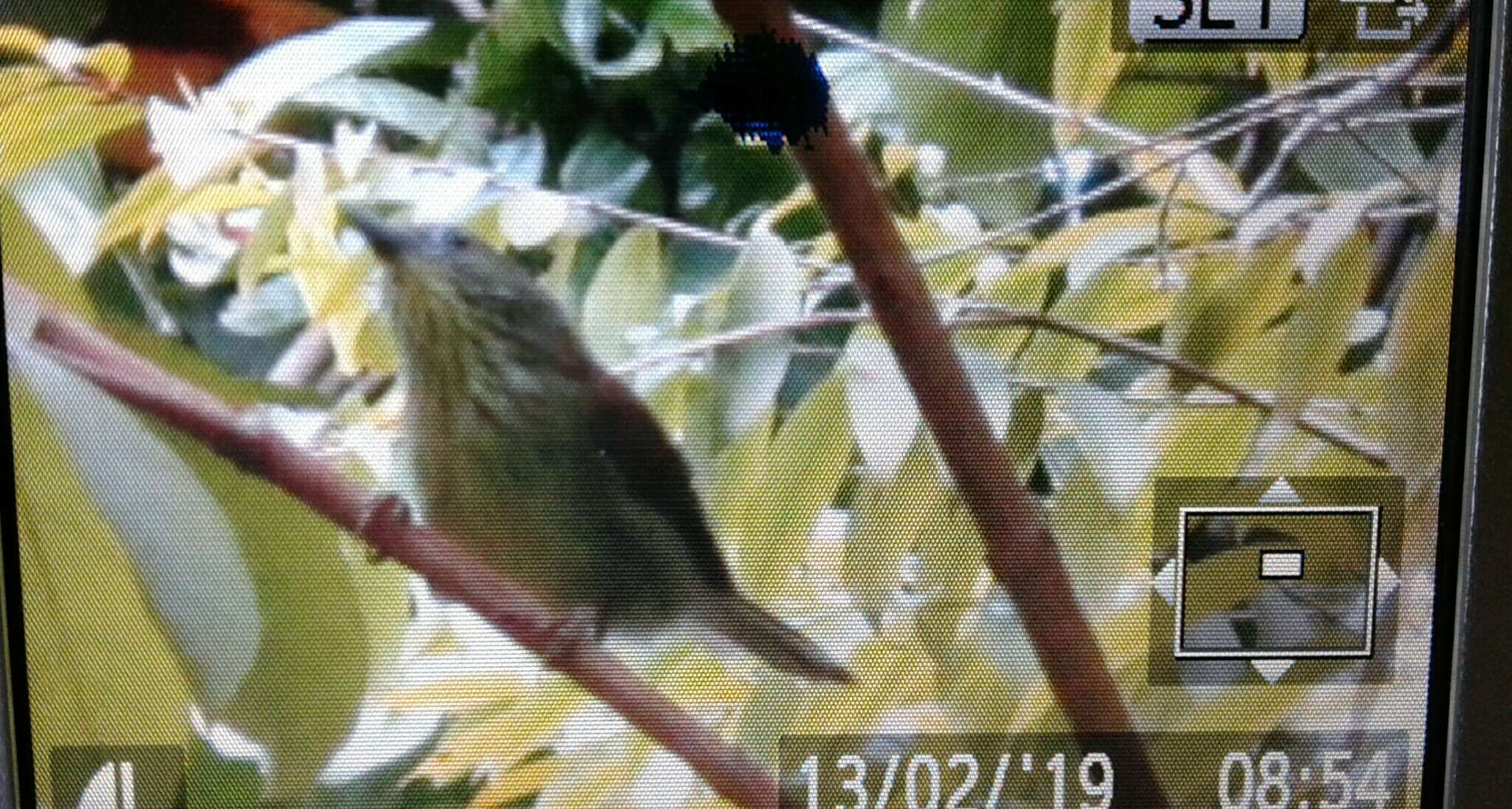 Image of Pin-striped Tit-Babbler