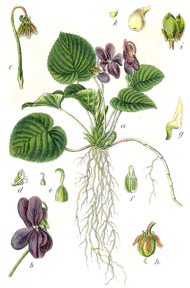 Image of sweet violet