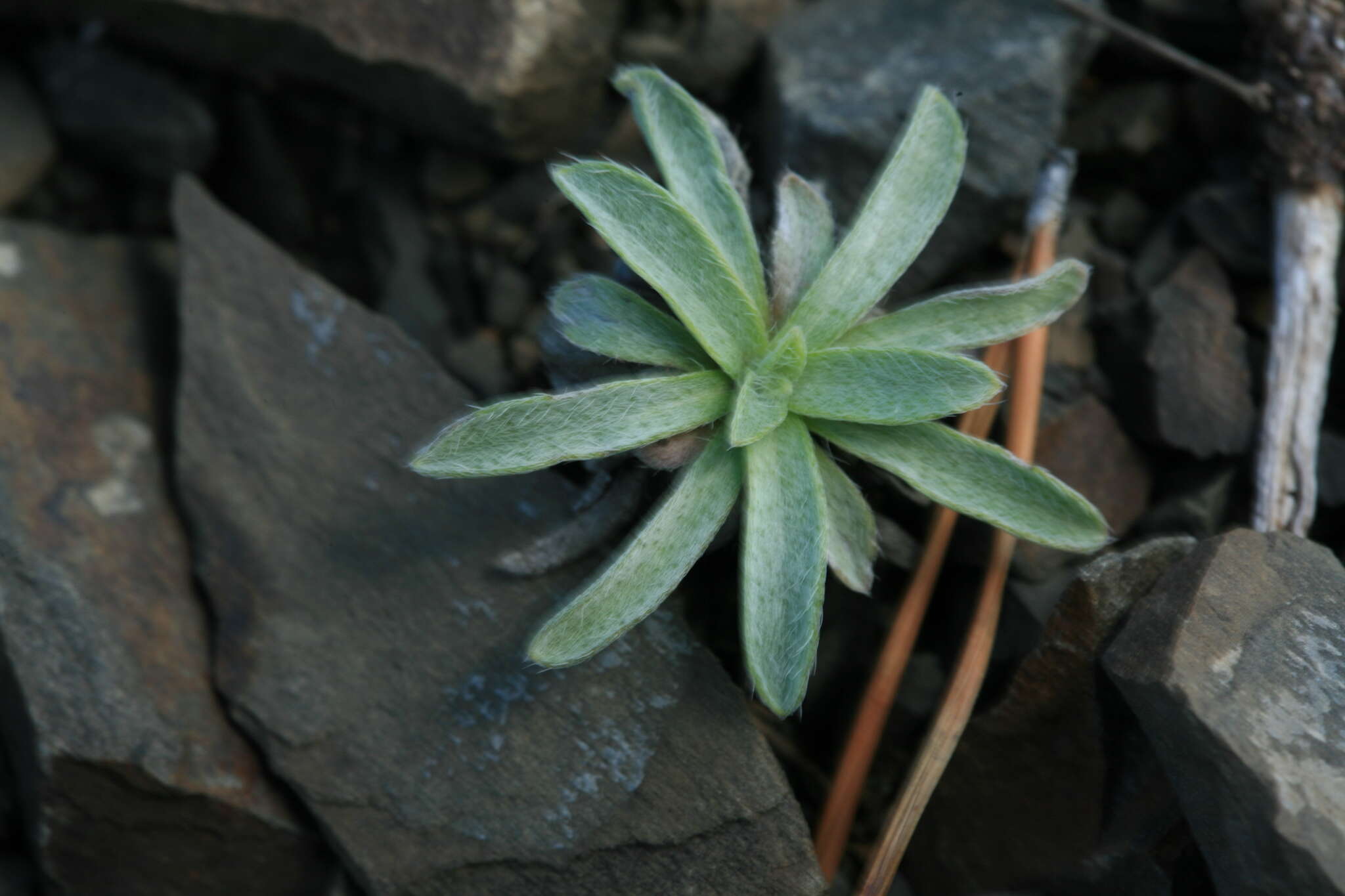 Sivun Eritrichium incanum (Turcz.) A. DC. kuva