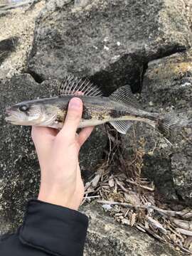 Image of Pike perch