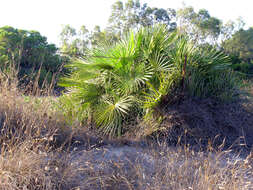 Image of fan palm