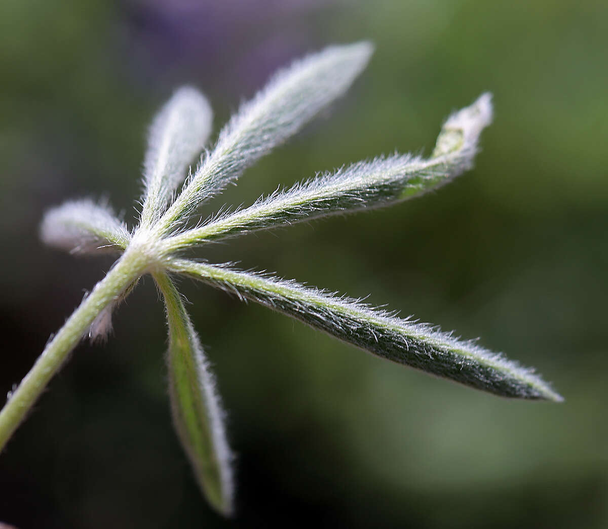 Sivun Lupinus nevadensis A. Heller kuva