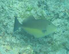 Image of Orangeside Triggerfish