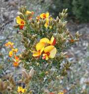 Plancia ëd Mirbelia oxylobioides F. Muell.