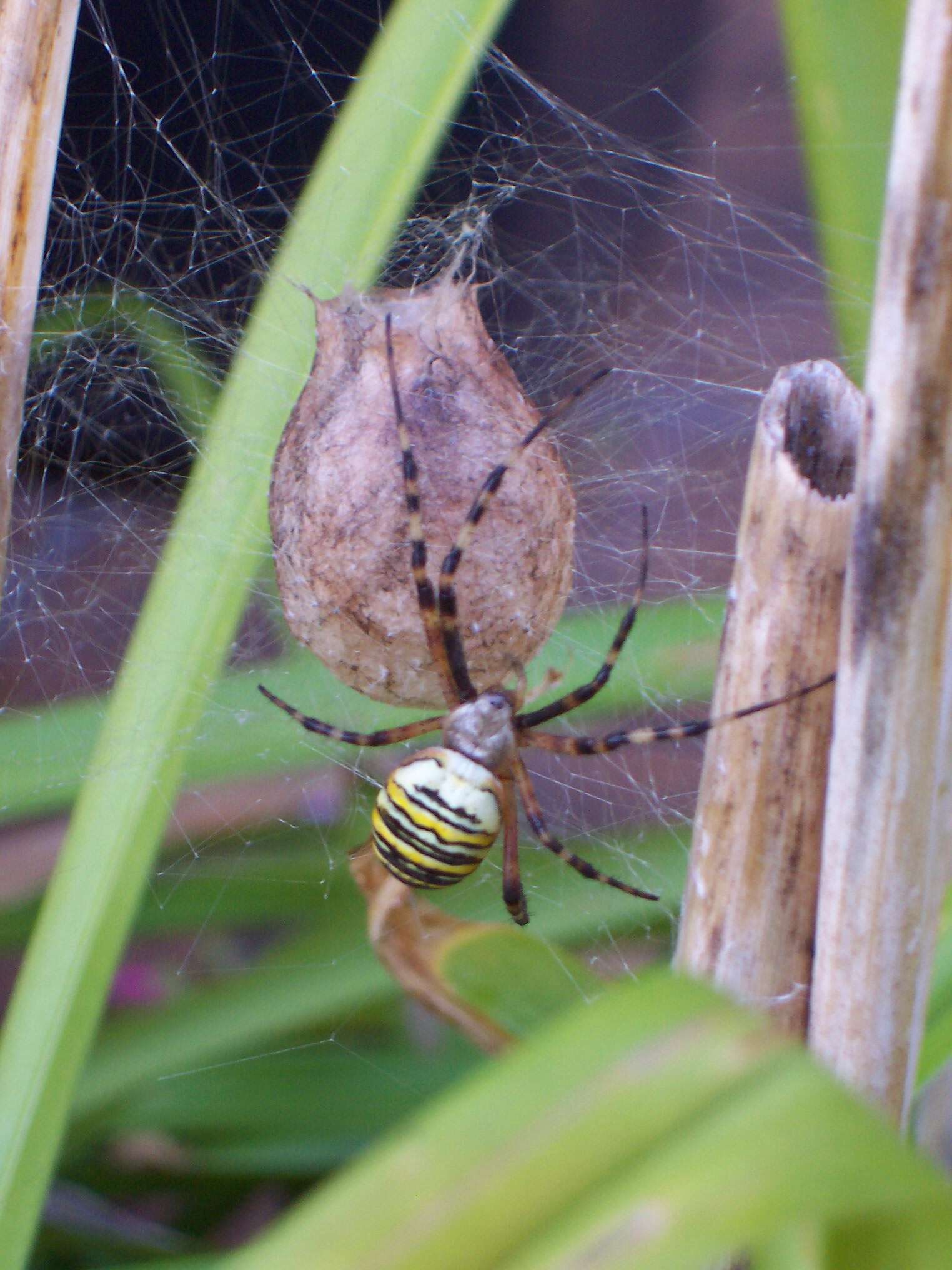 Image of Barbary Spider