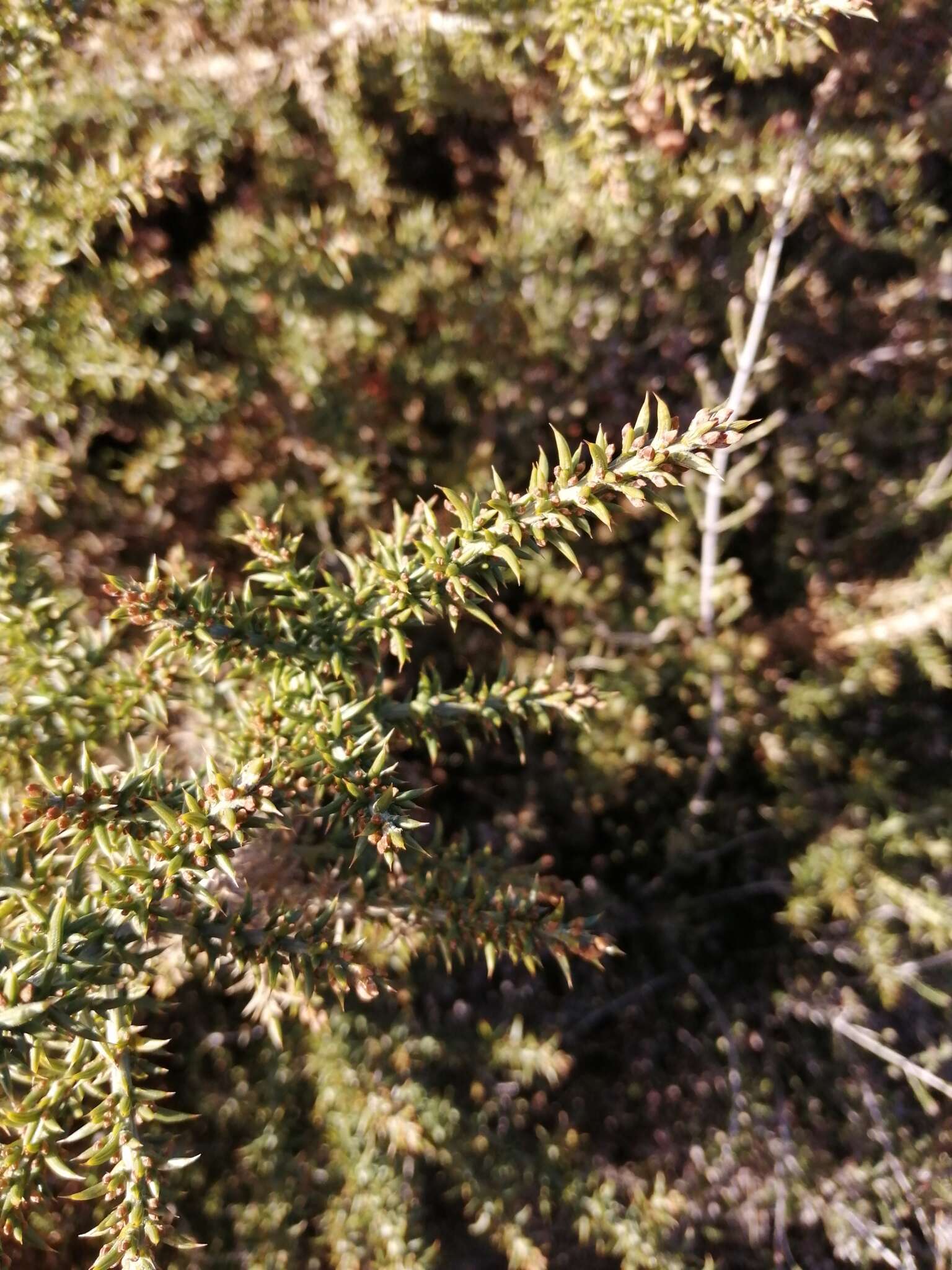 Image de Ulex micranthus Lange