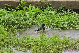 Image of Crested Myna