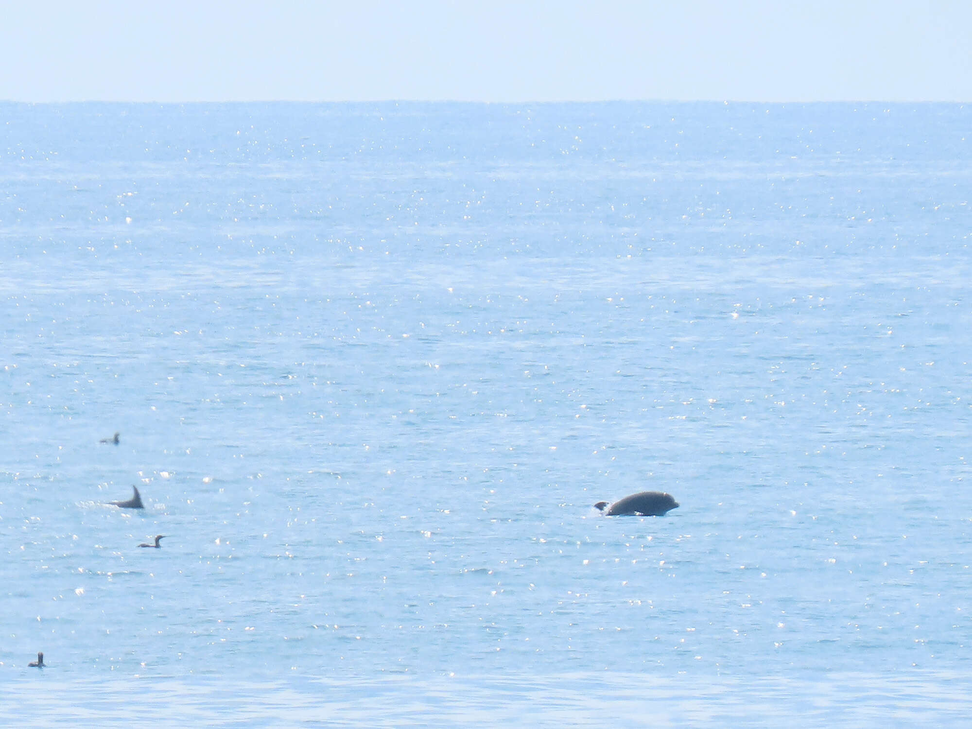 Imagem de Tursiops truncatus ponticus Barabash-Nikiforov 1940