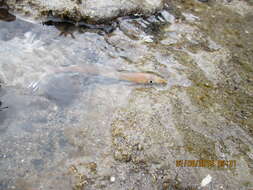Image of Sandfish