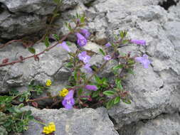 Image of Clinopodium alpinum (L.) Kuntze