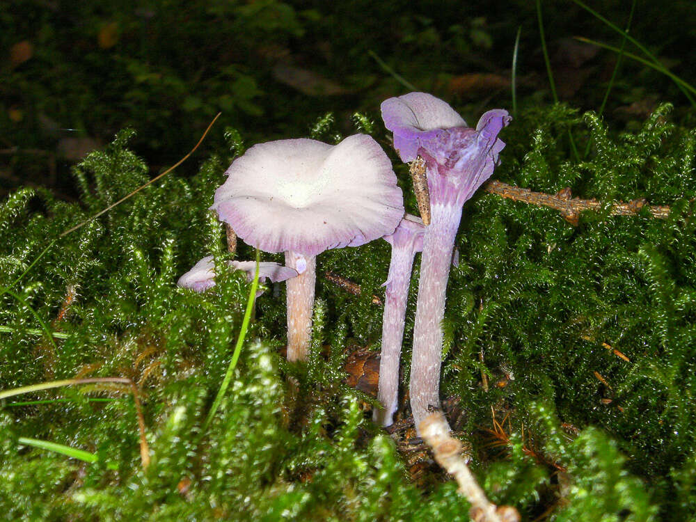 Image of Laccaria amethystina Cooke 1884