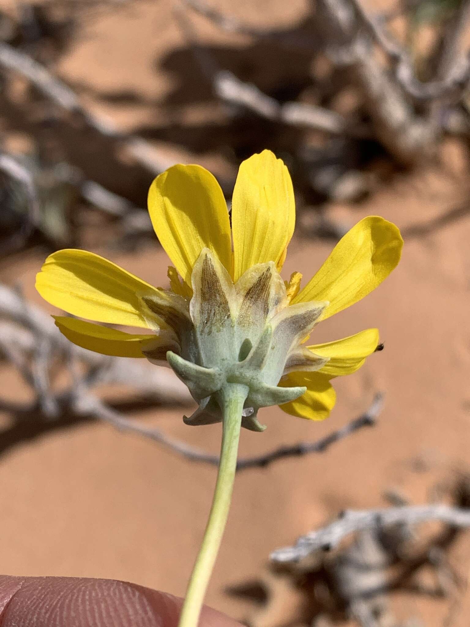 Image de Thelesperma subnudum A. Gray