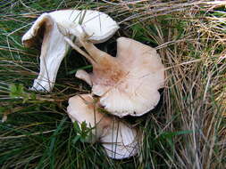 Image of Sweetbread mushroom