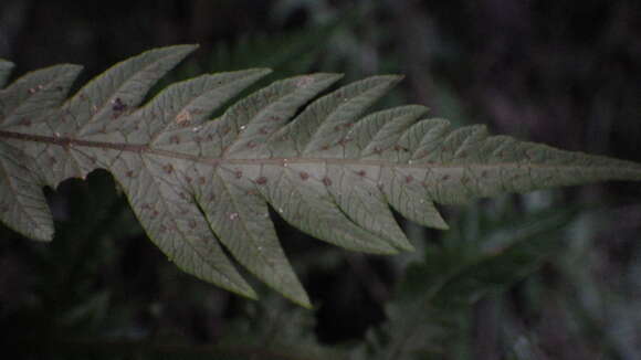 Image of Goniopteris alata (L.) Ching