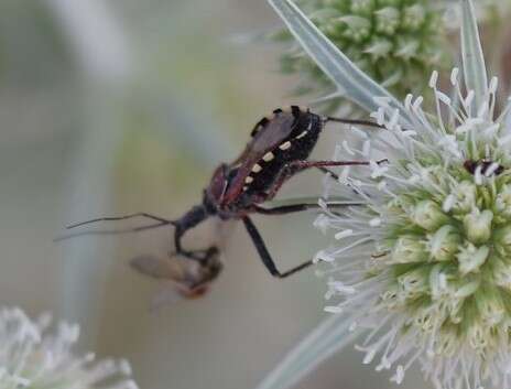 Plancia ëd Rhynocoris erythropus (Linnaeus 1767)