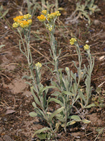 Image of strawflower