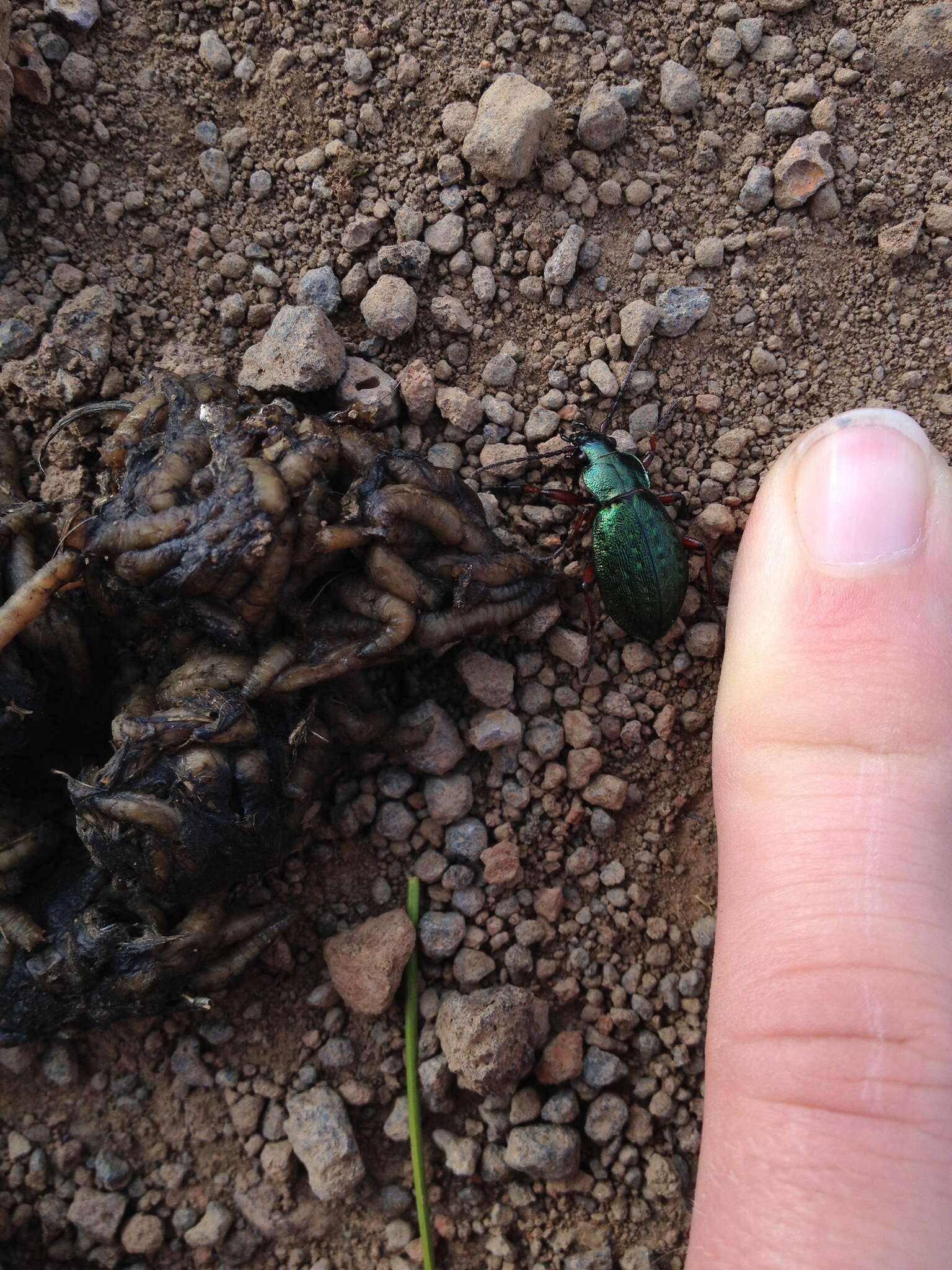 Carabus (Diocarabus) truncaticollis Eschscholtz 1833 resmi