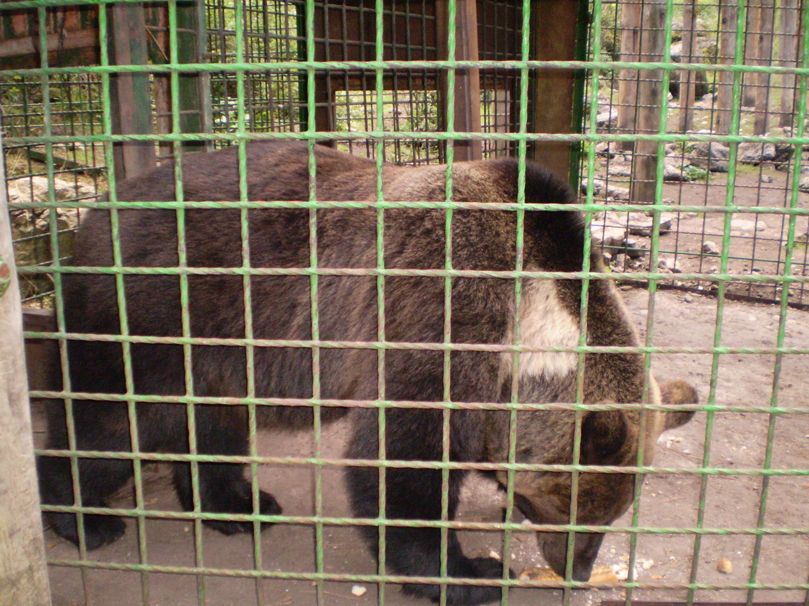 Image of Ursus arctos pyrenaicus