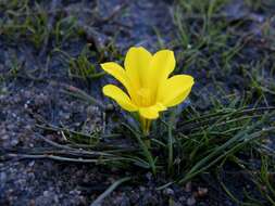 Plancia ëd Moraea fugacissima (L. fil.) Goldblatt