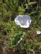 Image de Convolvulus betonicifolius Miller