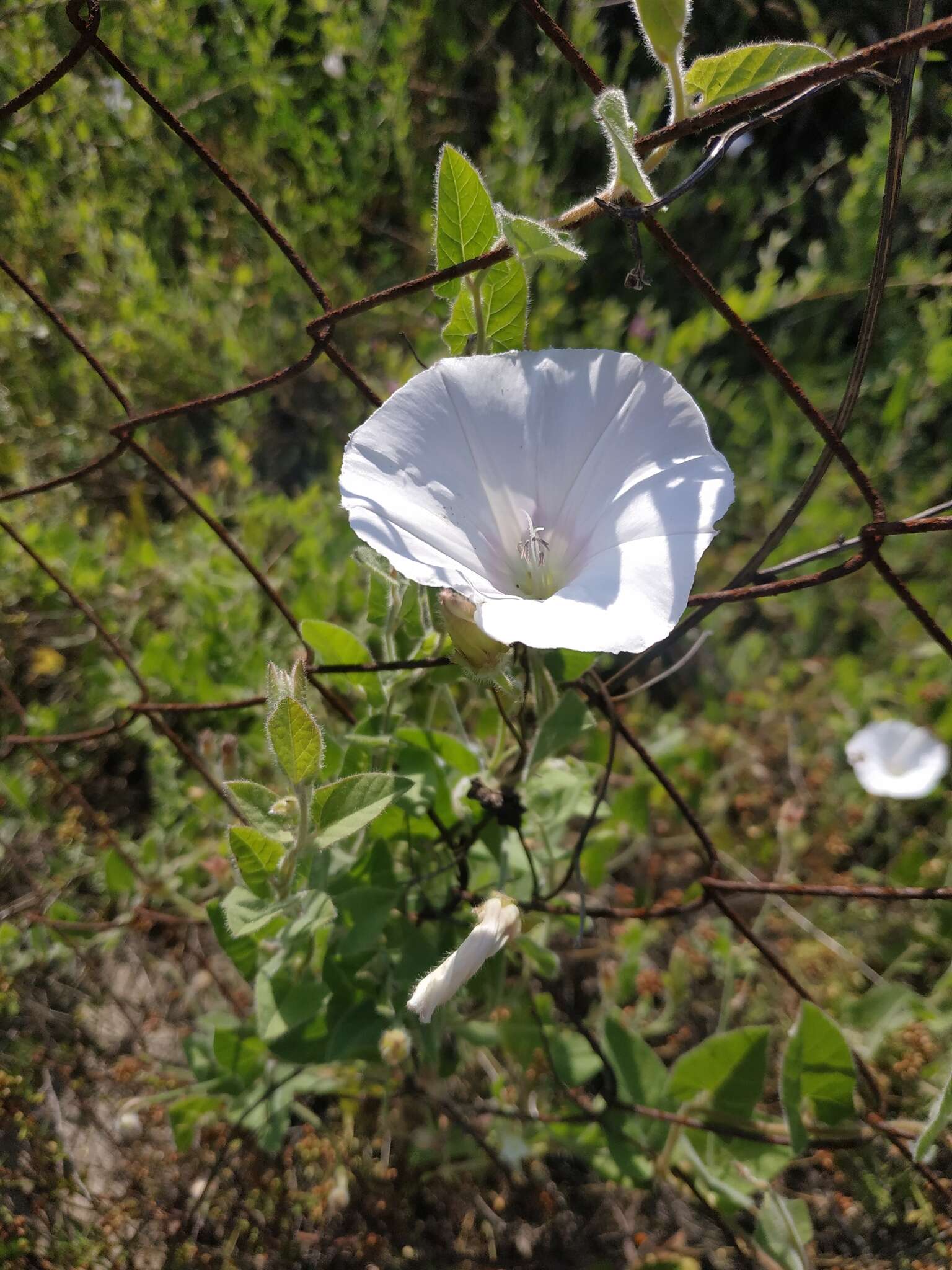 Image de Convolvulus betonicifolius Miller