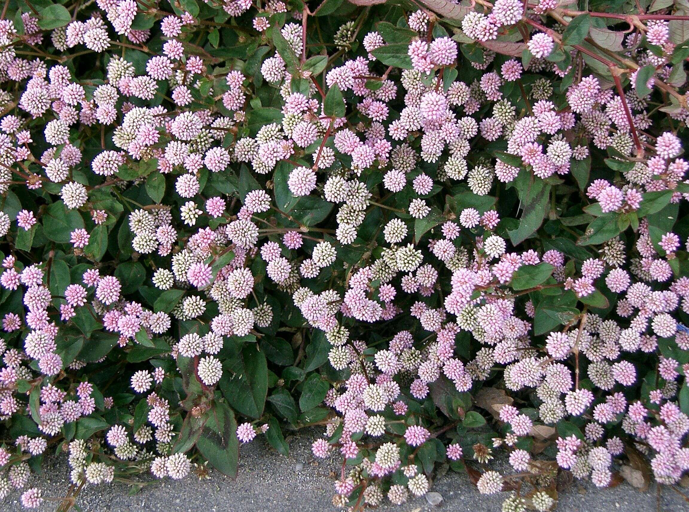 Imagem de Persicaria capitata (Buch.-Ham. ex D. Don) H. Gross