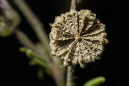 Image of Carleton's sand verbena