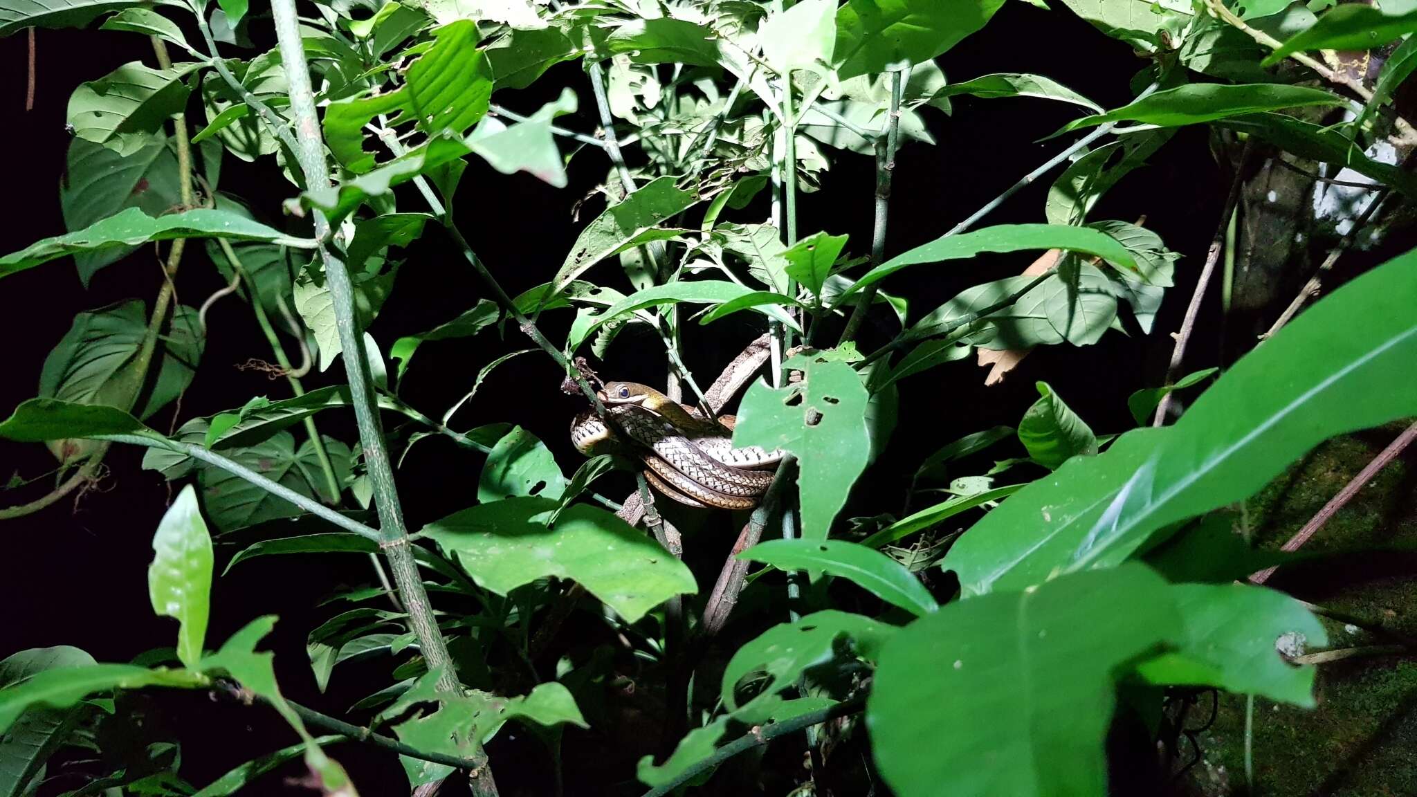 Image of South American Forest Racer