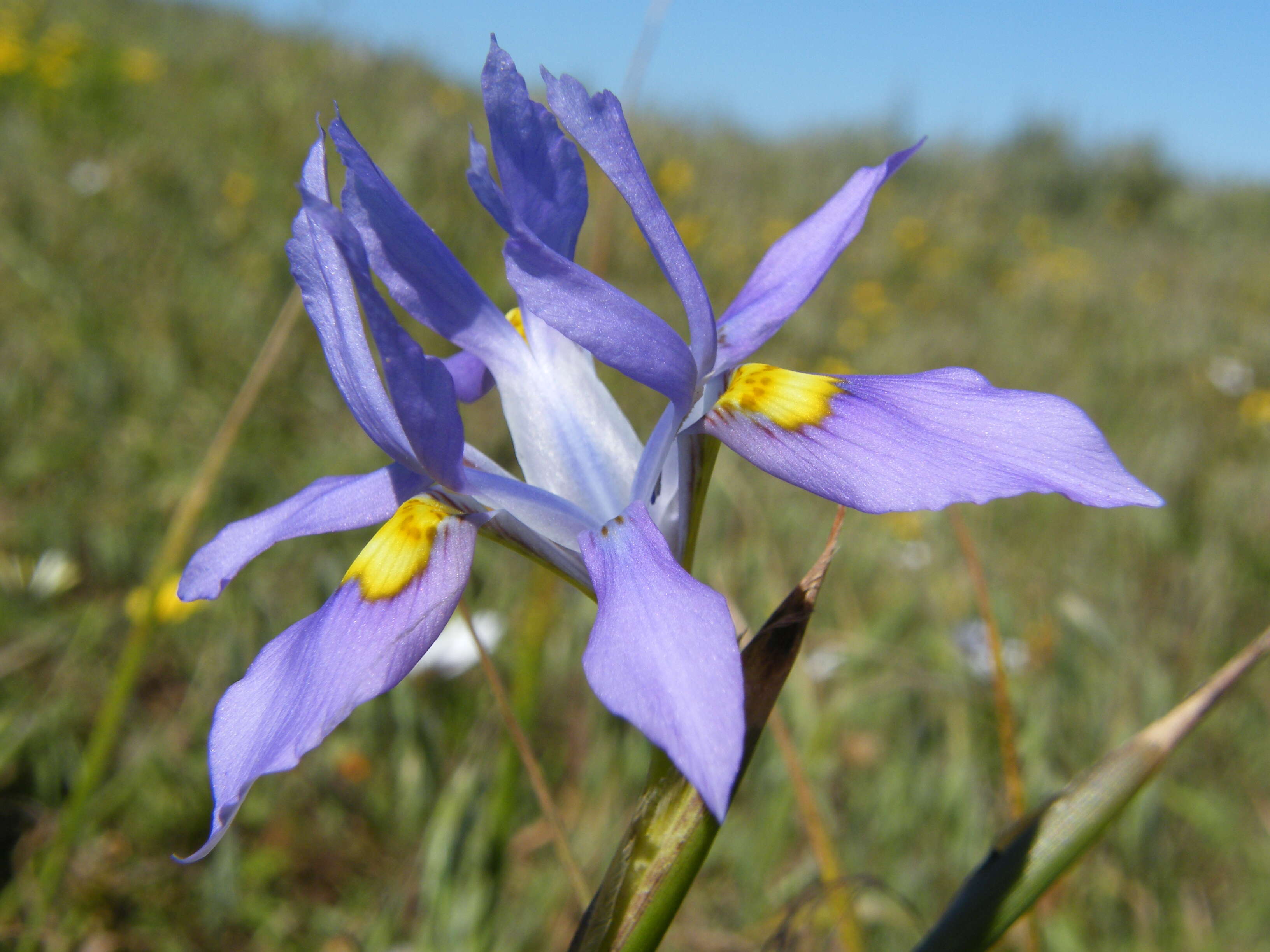 Image of Cape tulip