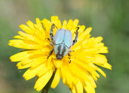 Image de Hoplia bilineata (Fabricius 1801)