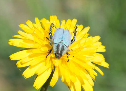 Image de Hoplia bilineata (Fabricius 1801)