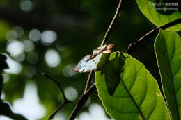 Cyrestis thyodamas chinensis Martin 1903的圖片