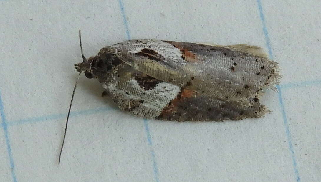 Image of Acleris maculidorsana Clemens 1864