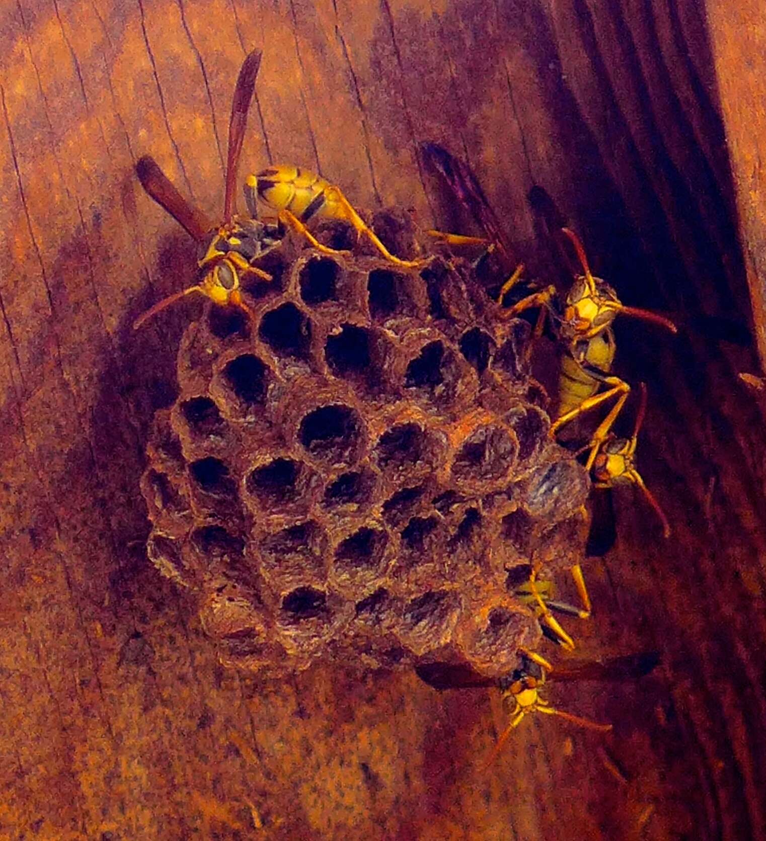 Image of Western Paper Wasp