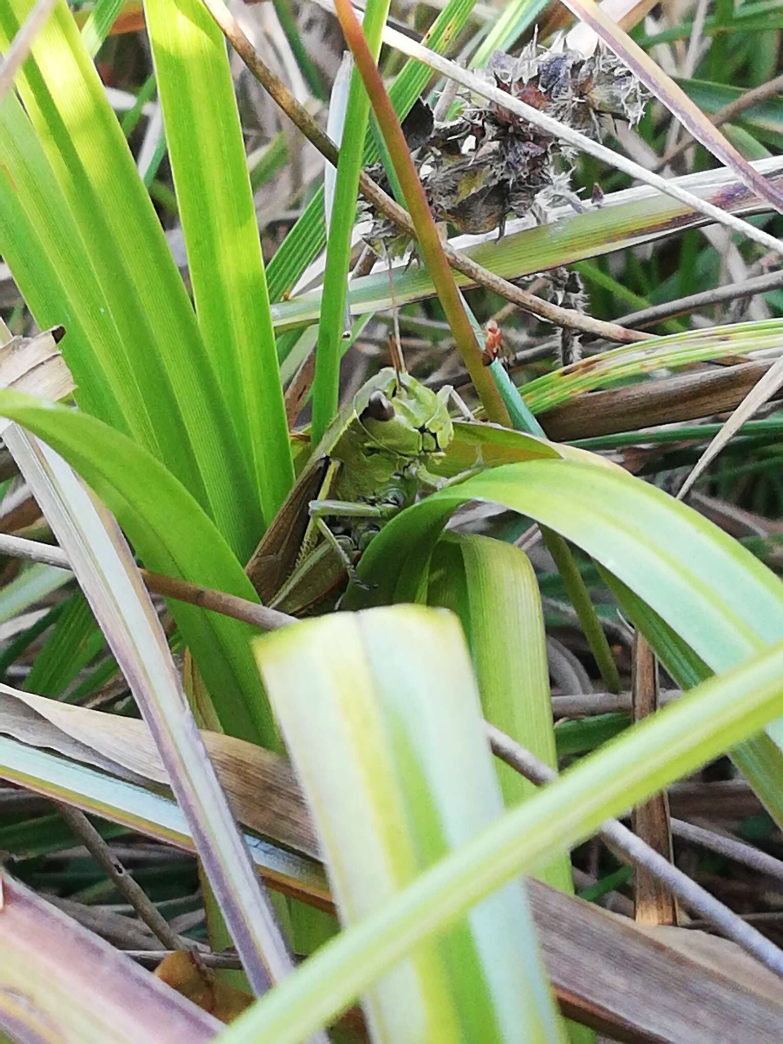 Image of Stethophyma