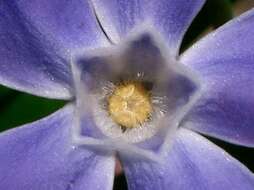 Image of Greater Periwinkle