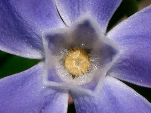 Image of Greater Periwinkle