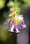 Image of Erica barbigeroides E. G. H. Oliver